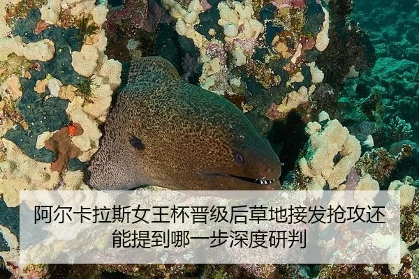 阿尔卡拉斯女王杯晋级后草地接发抢攻还能提到哪一步深度研判