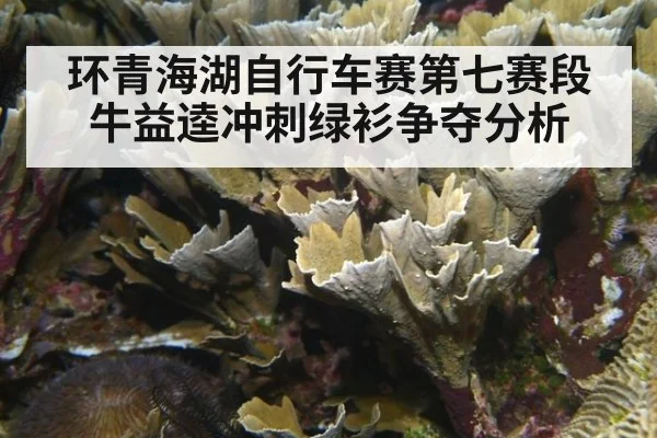 环青海湖自行车赛第七赛段牛益逵冲刺绿衫争夺分析
